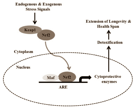 Mechanismus