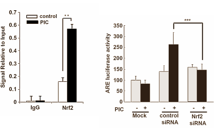 Piceatannol Hemeoxygenase 2
